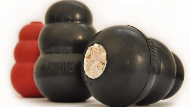 kong dla psa