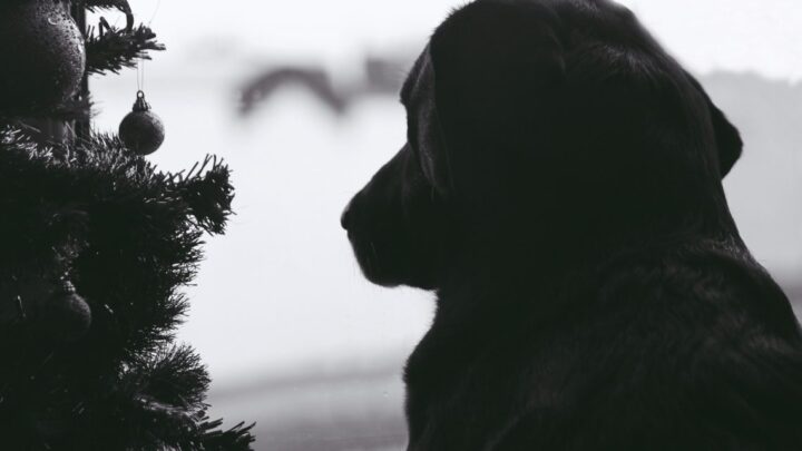 fajerwerki a pies porady