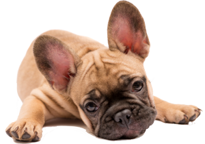 kursy dla szczeniaków