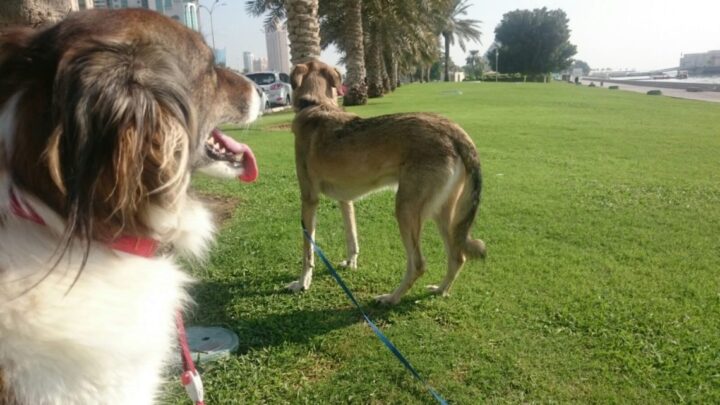 Spacery z psem co warto wiedzieć