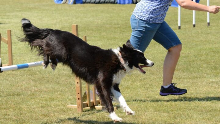 szkolenie psów szczegóły